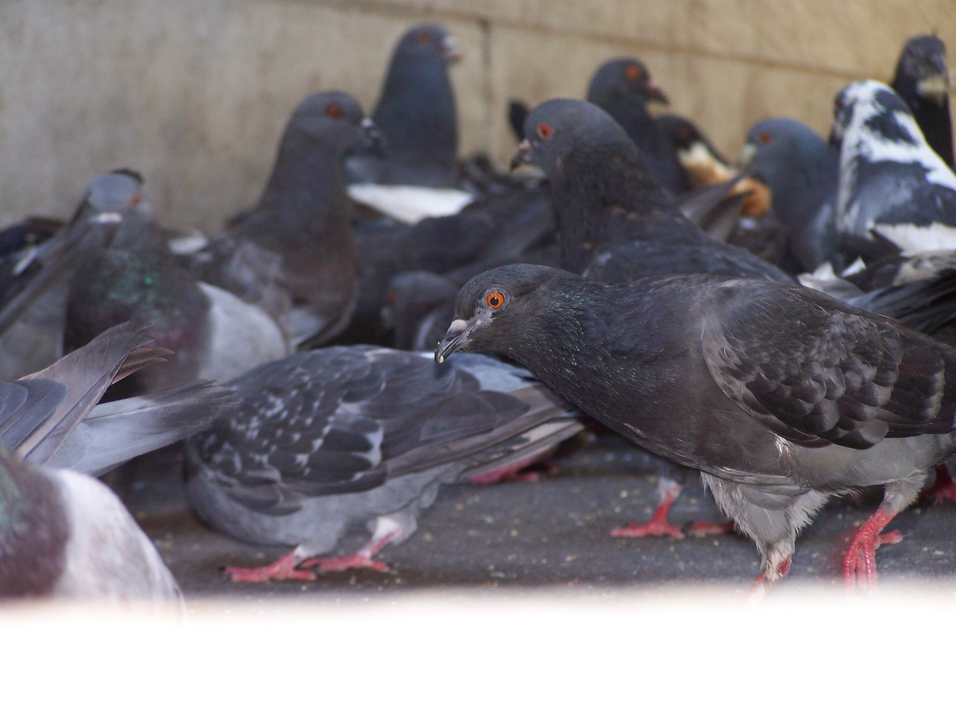 pigeons (15) | Photographs of animals